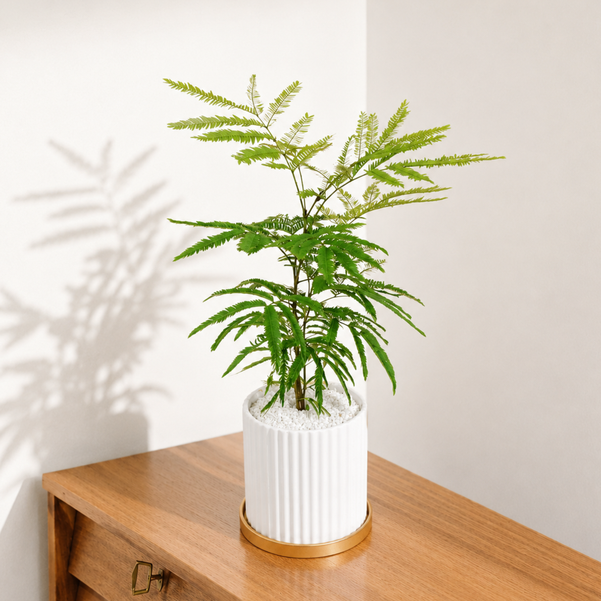 Everfresh Tree in Ceramic Pot