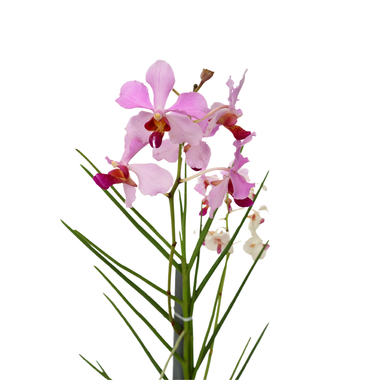 Vanda Orchid [Limited Edition]