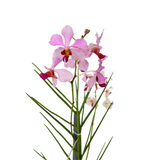 Vanda Orchid [Limited Edition]