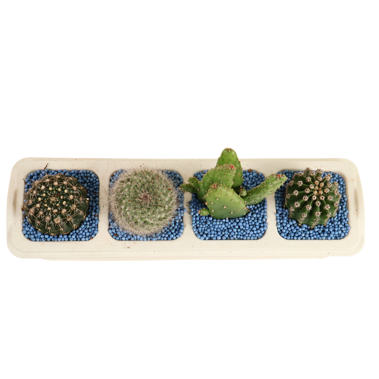 Cactus Plant (4in1)