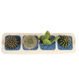 Cactus Plant (4in1)