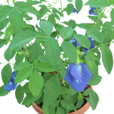 Clitoria Ternatea (Blue Pea)