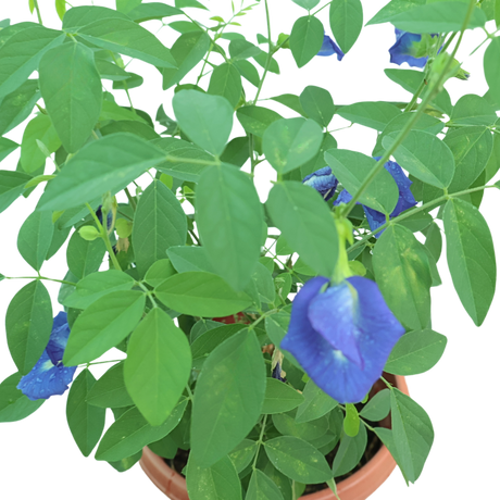Clitoria Ternatea (Blue Pea)