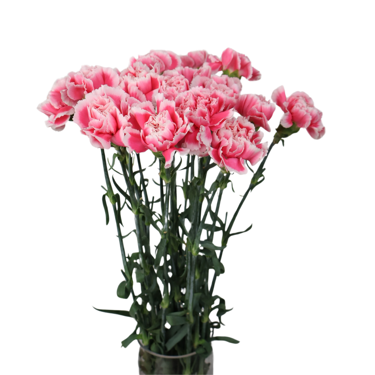 Carnation (China)