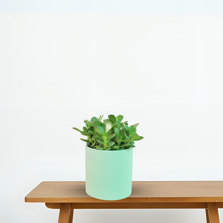 Houseplant in flowerpot on stool.