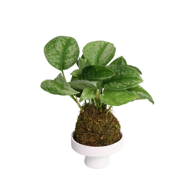 Assorted houseplants in flowerpot.