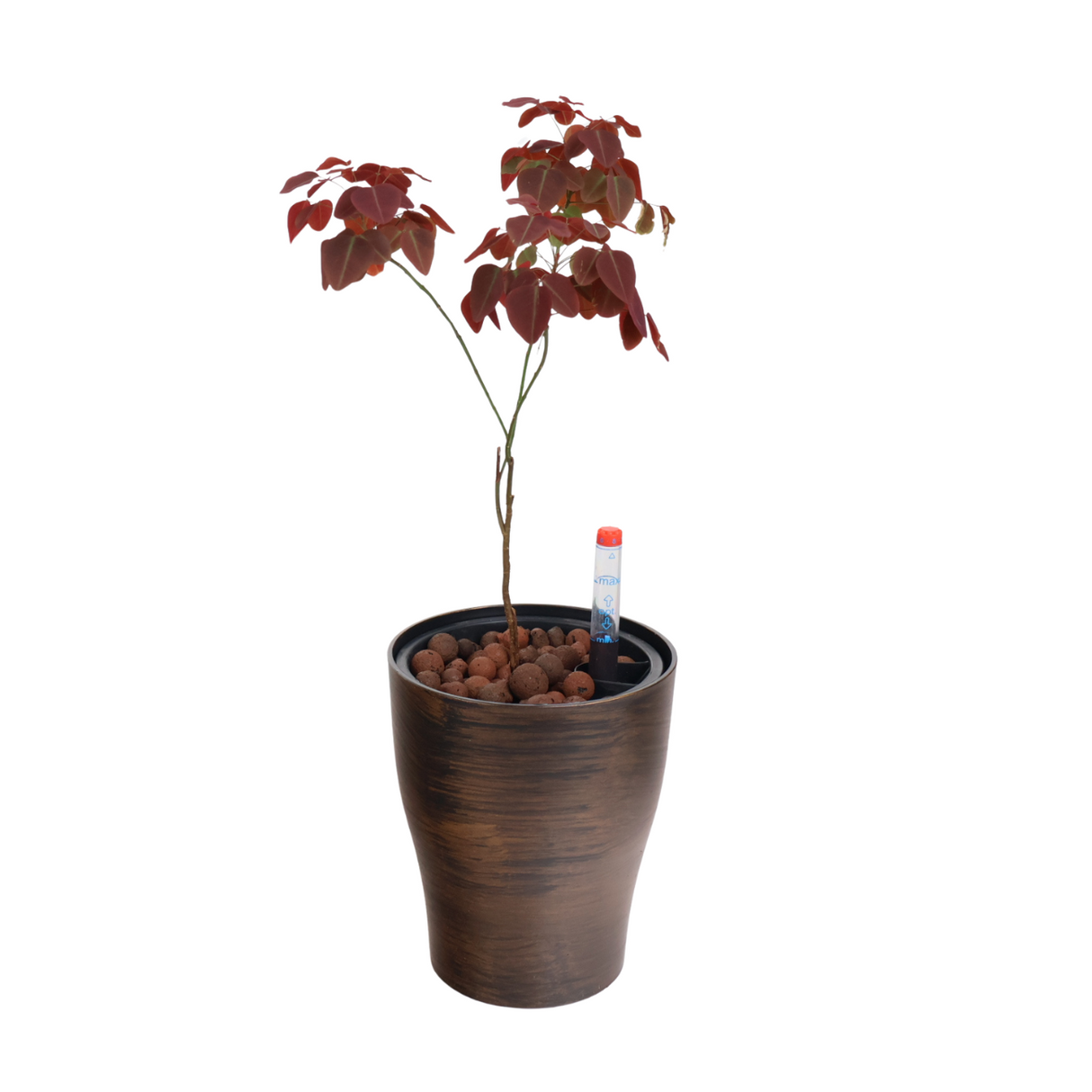Oxalis Hedysaroides (Fire Fern) in Self-Watering Pot