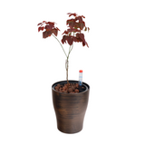 Oxalis Hedysaroides (Fire Fern) in Self-Watering Pot