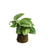 Scindapsus Kokedama 星点藤 (Satin Pothos)