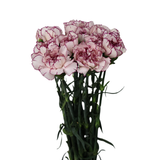 Carnation (China)