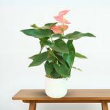 Anthurium in Ceramic Pot