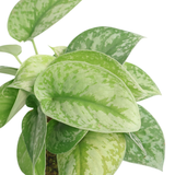 Scindapsus Kokedama 星点藤 (Satin Pothos)