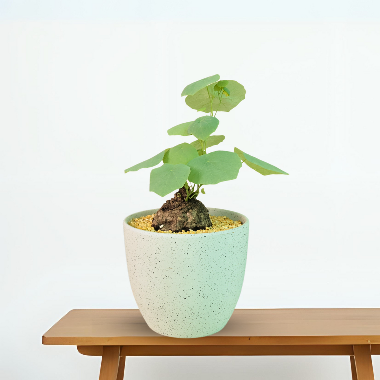 Houseplant in flowerpot with water plantains.