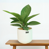 Bird’s Nest Anthurium in Ceramic Pot