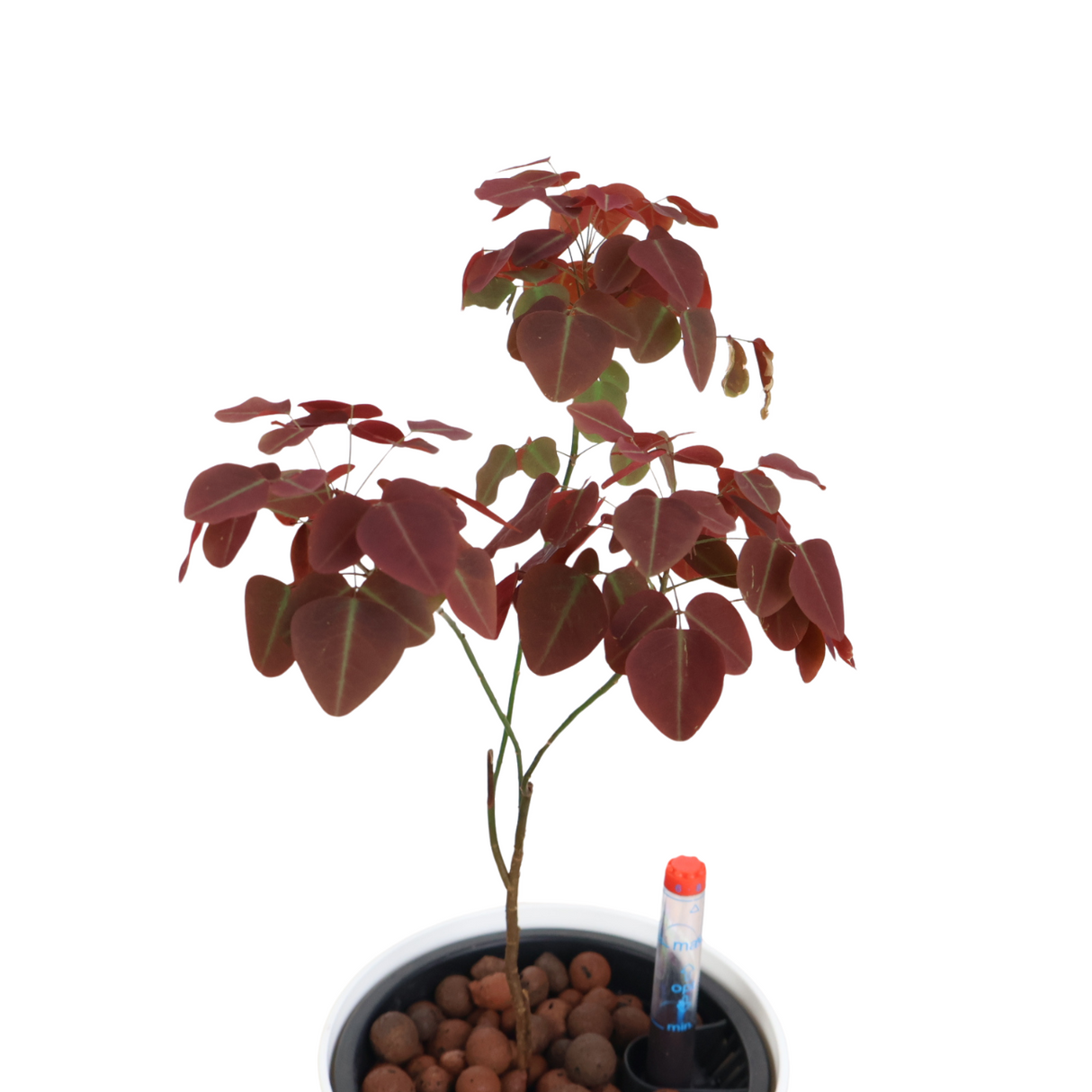 Oxalis Hedysaroides (Fire Fern) in Self-Watering Pot