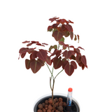 Oxalis Hedysaroides (Fire Fern) in Self-Watering Pot