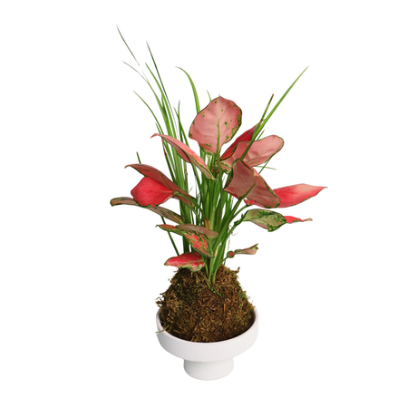 Pink flowering plant in flowerpot with houseplant.