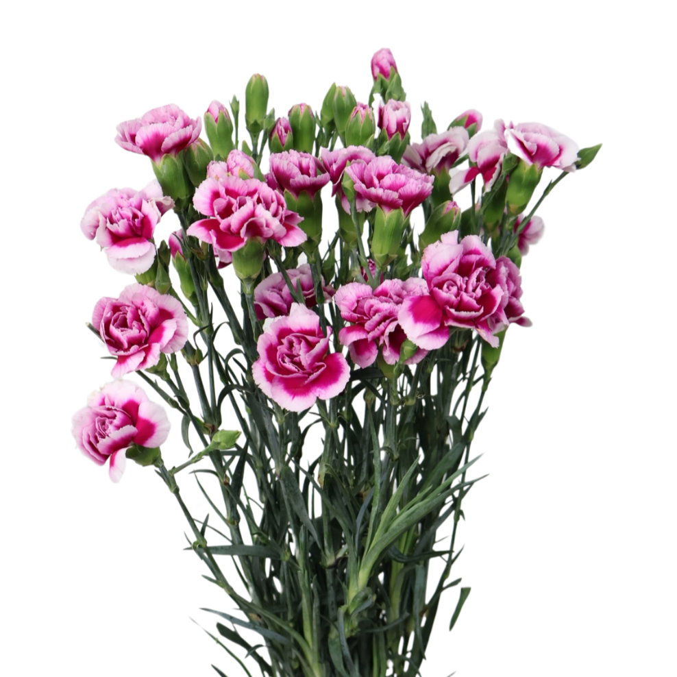 Carnation Spray (China)