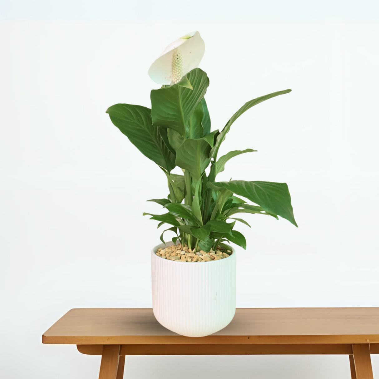 Spathiphyllum (Peace Lily) in Ceramic Pot