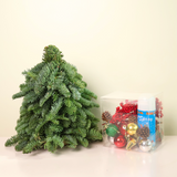 DIY Kit (Classic) - Fresh Mini Christmas Tree