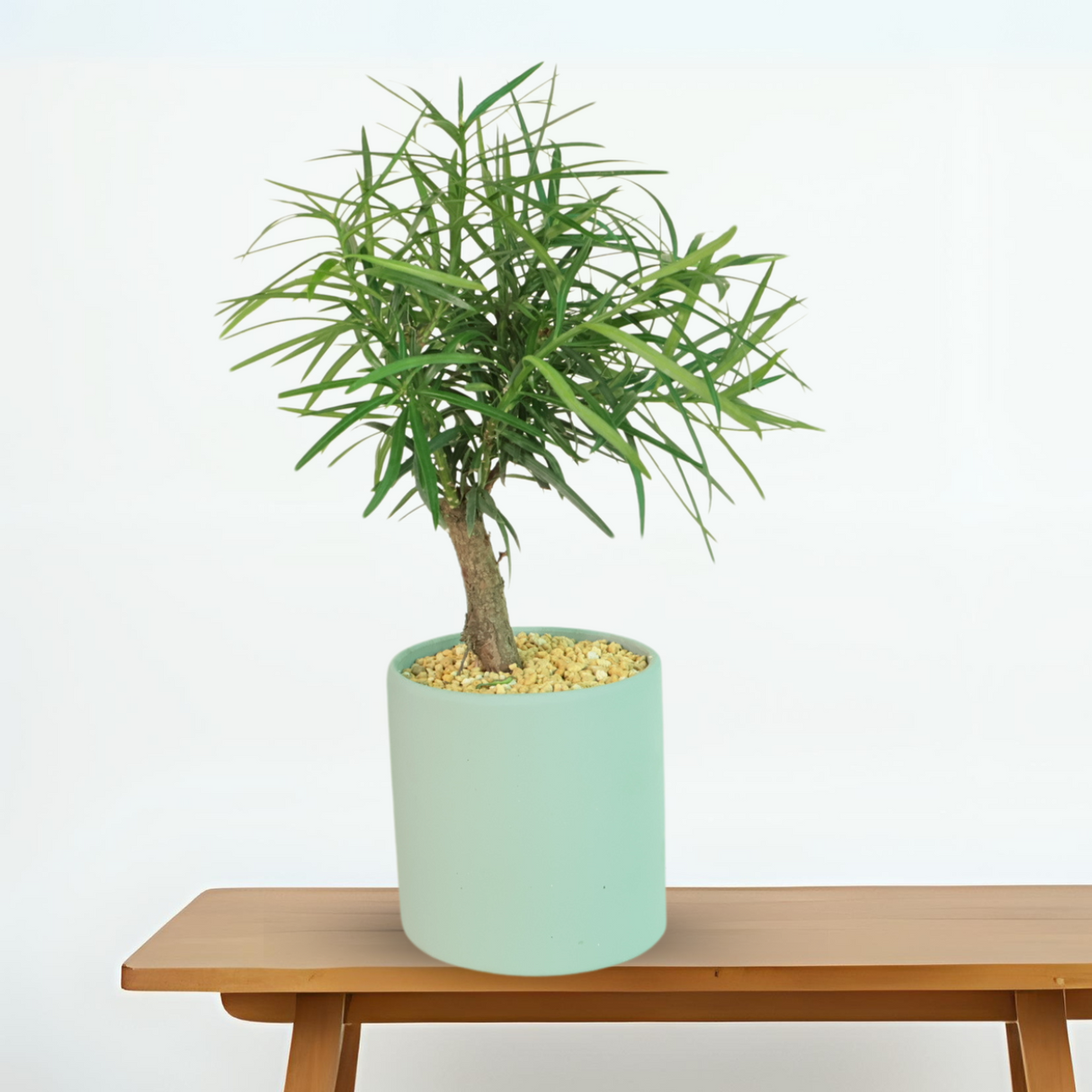 Podocarpus in Ceramic Pot