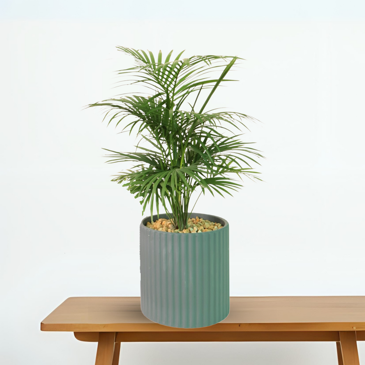 Kentia Palm (Howea forsteriana) in Ceramic Pot