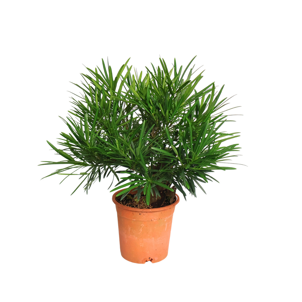 Podocarpus (45cm)
