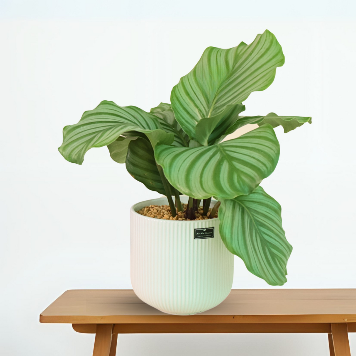 Calathea Orbifolia in Ceramic Pot
