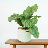 Calathea Orbifolia in Ceramic Pot