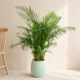 Yellow Palm (Areca Palm) in Ceramic Pot (130cm)