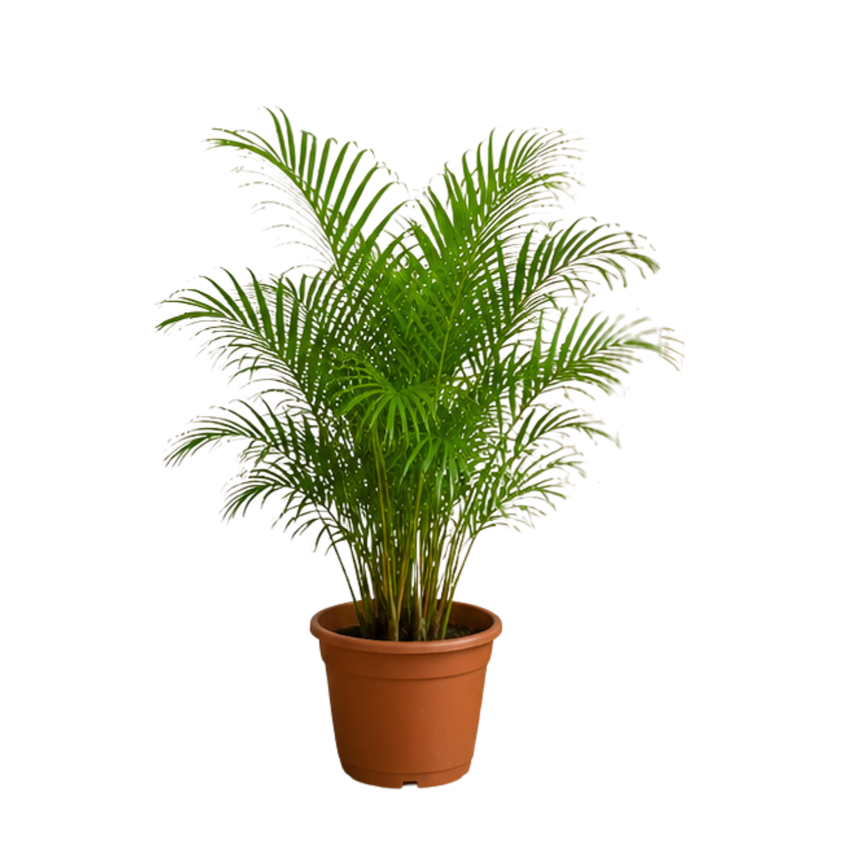 Areca palm (Yellow Palm)