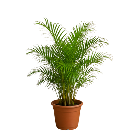 Areca palm (Yellow Palm)