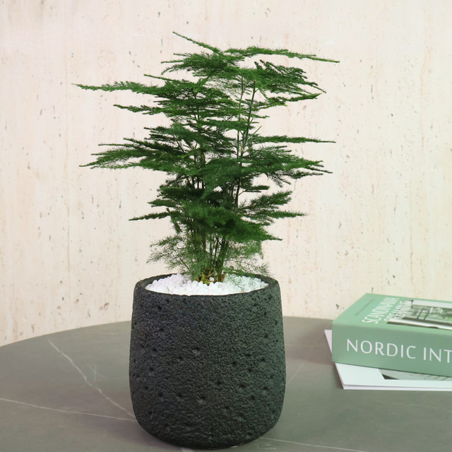 Houseplant in flowerpot with conifers and bonsai.