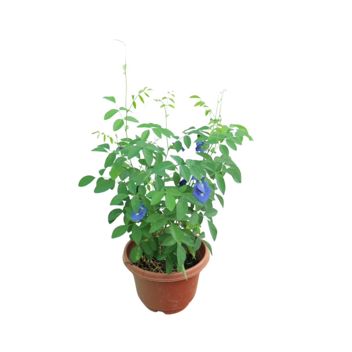 Flowerpot with Geraniums and Bellflowers