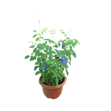 Flowerpot with Geraniums and Bellflowers