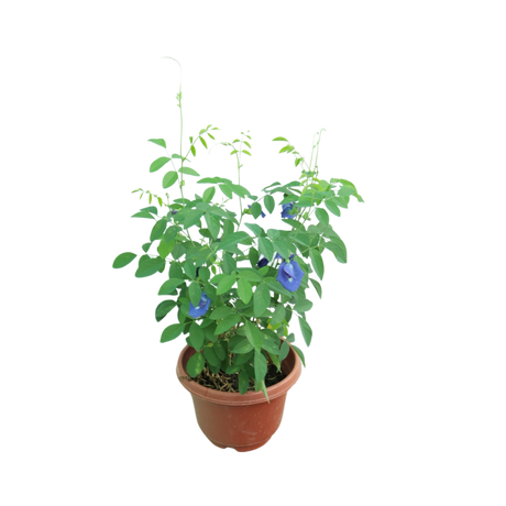 Flowerpot with Geraniums and Bellflowers