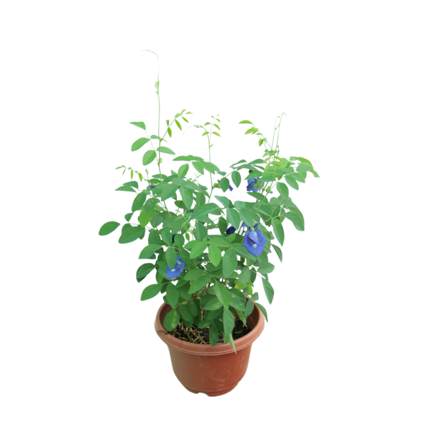 Flowerpot with Geraniums and Bellflowers