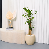 Dracaena Fragrans (Iron Tree) in Ceramic Pot (110cm)