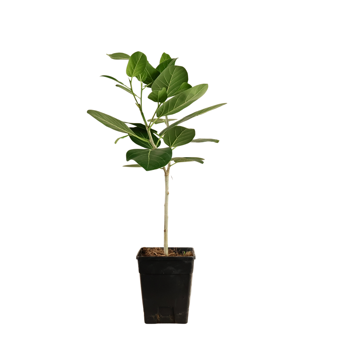 Ficus Benghalensis (Indian banyan)