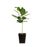 Ficus Benghalensis (Indian banyan)