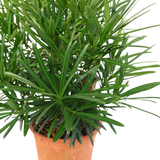 Podocarpus (45cm)