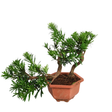 Bonsai tree in flowerpot with conifers and geraniums.