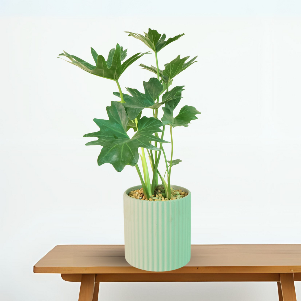 Philodendron Plant in Ceramic Pot