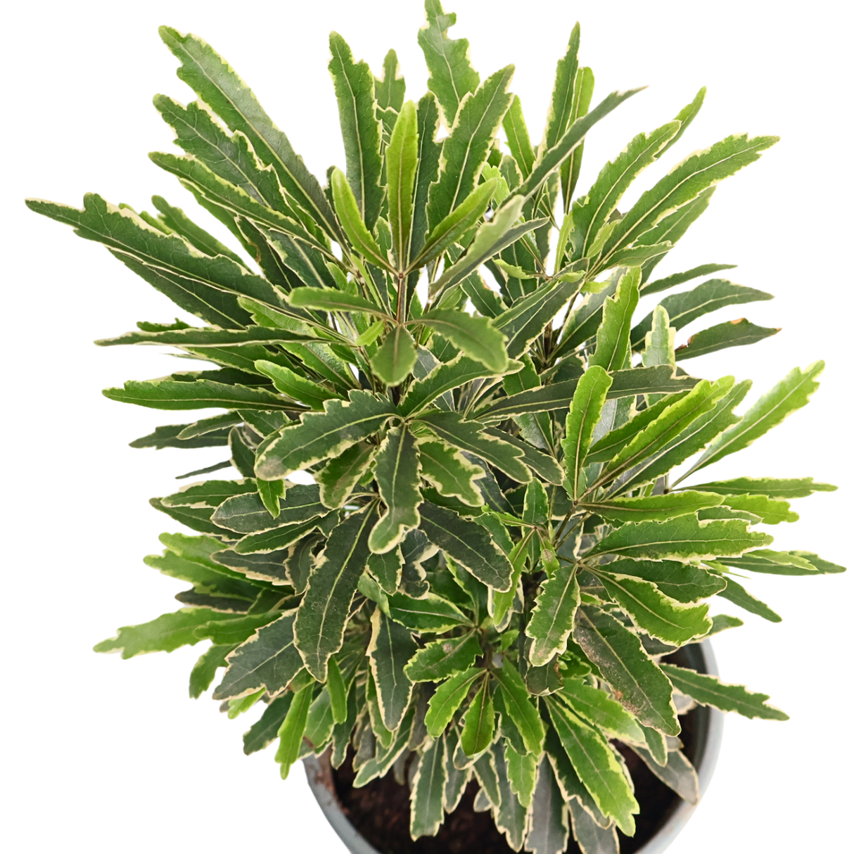 Plerandra Elegantissima 孔雀木 (False aralia)