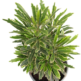 Plerandra Elegantissima 孔雀木 (False aralia)