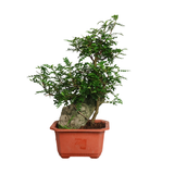 Pistacia Bonsai 清香木