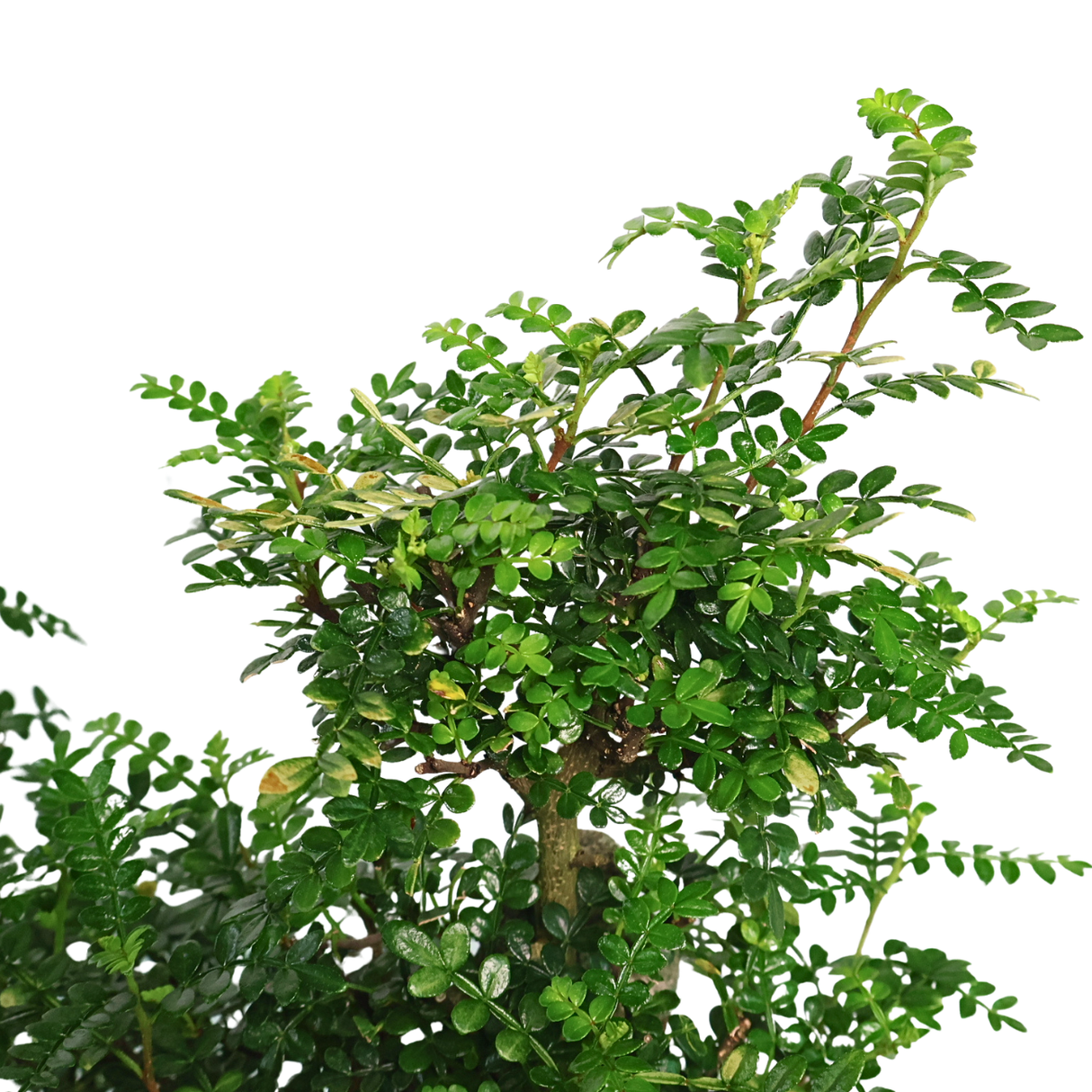 Pistacia Bonsai 清香木