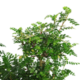 Pistacia Bonsai 清香木