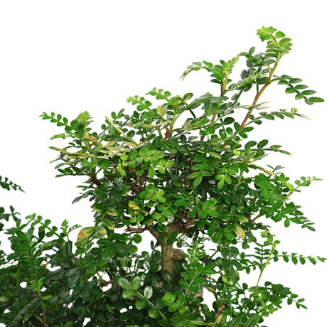 Pistacia Bonsai 清香木