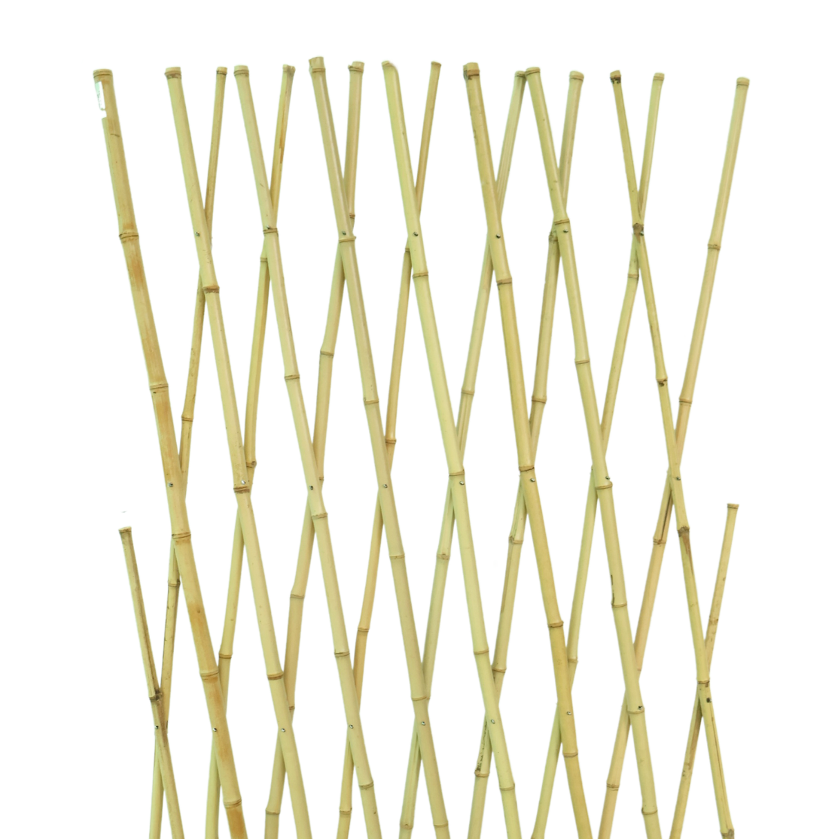 Bamboo Fencing